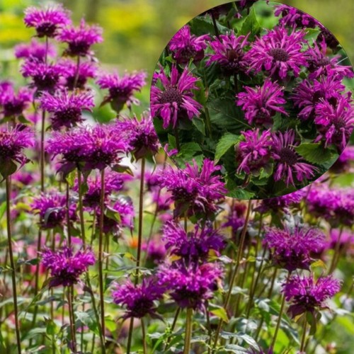Monarda 'Bee Pure' - Monarda 'Bee Pure' P9/0,55L